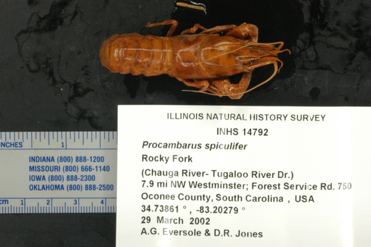 Procambarus spiculifer image